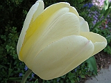 78 Nancy's Garden [2009 May 10]